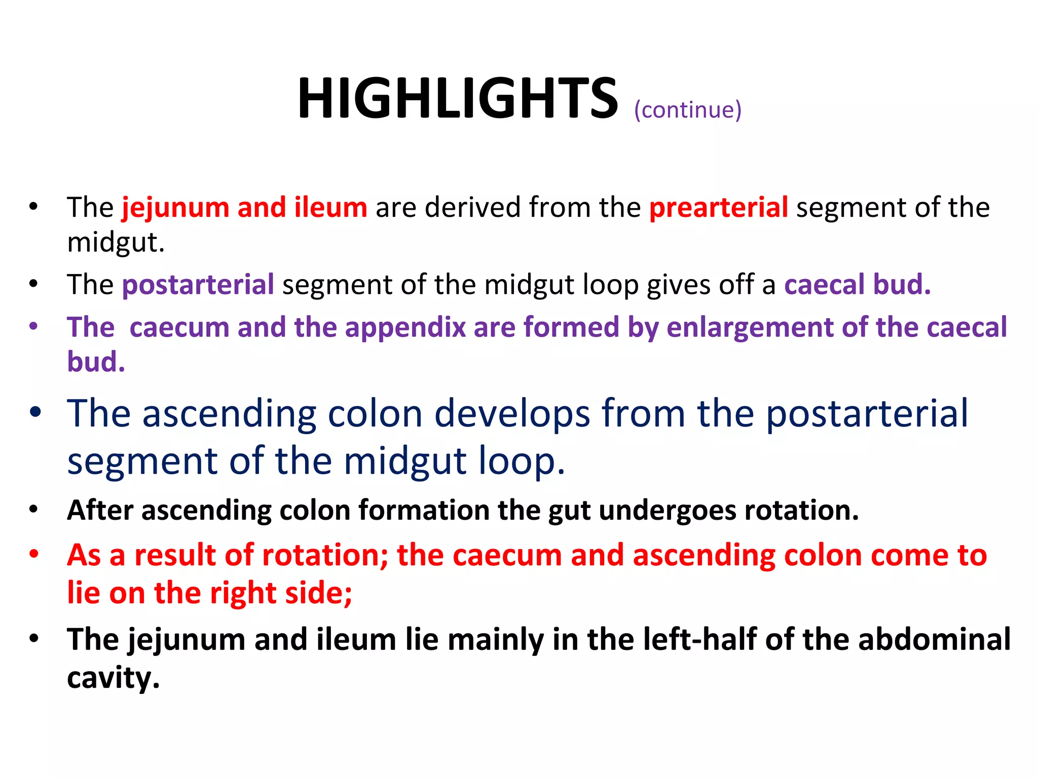 The  jejunum and ileum  are derived from the  prearterial  segment of the midgut. The  postarterial  segment of the midgut loop gives off a  caecal bud. The  caecum and the appendix are formed by enlargement of the caecal bud. The ascending colon develops from the postarterial segment of the midgut loop. After ascending colon formation the gut undergoes rotation. As a result of rotation; the caecum and ascending colon come to lie on the right side; The jejunum and ileum lie mainly in the left-half of the abdominal cavity. HIGHLIGHTS  (continue) 