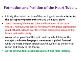 Embryology cardiovascular system (heart development) | PPT