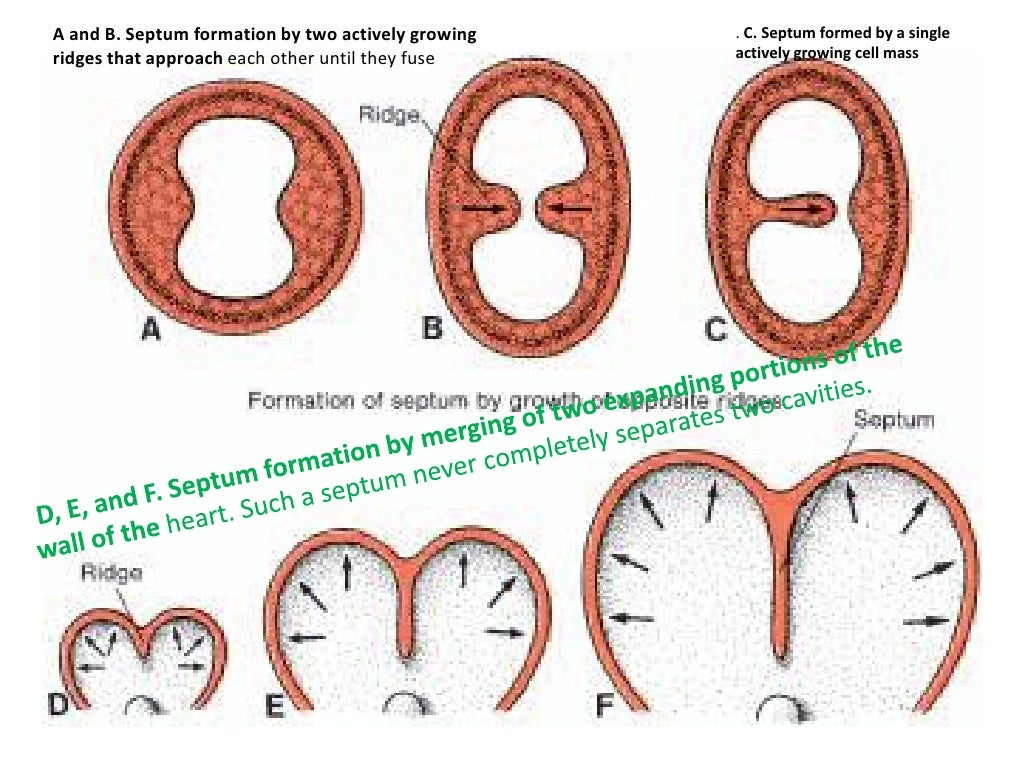 Embryology cardiovascular system (heart development)
