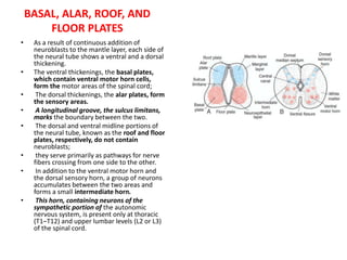 Embryology developmentofcentralnervoussystem-100708132545-phpapp02 | PPTX