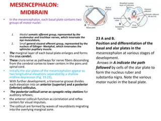 Mucleus Ruber Embryology developmentofcentralnervoussystem-100708132545-phpapp02 | PPTX