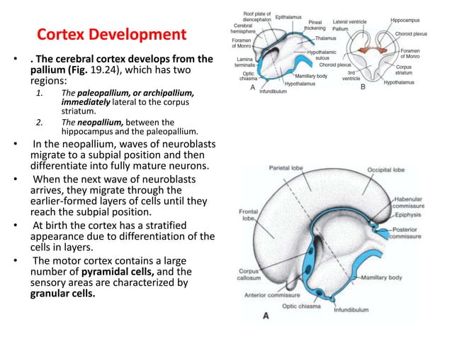 Embryology Development Of Central Nervous System