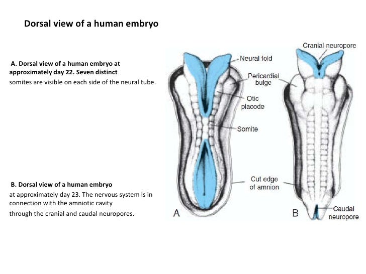 human embryo diagram