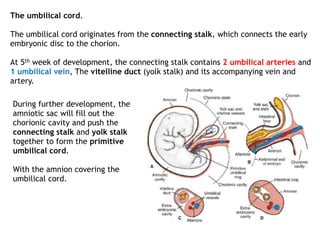 Embryology part 11 | PDF