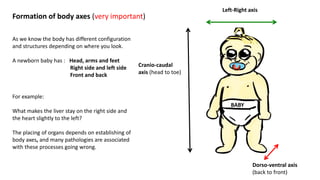 Embryology part 3 | PDF