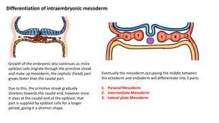 Mesoderma Embryology part 3 | PDF