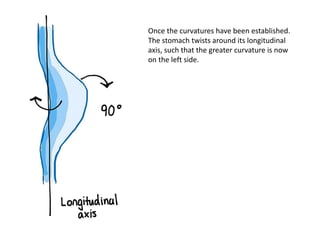 Once the curvatures have been established.
The stomach twists around its longitudinal
axis, such that the greater curvature is now
on the left side.
 