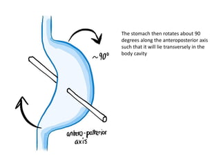 The stomach then rotates about 90
degrees along the anteroposterior axis
such that it will lie transversely in the
body cavity
 
