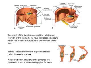As a result of the liver forming and the twisting and
rotation of the stomach, we have the lesser omentum
which ties the lesser curvature of the stomach to the
liver
Behind the lesser omentum a space is created
called the omental bursa.
*the Foramen of Winslow is the entrance into
the omental bursa. Also called epiploic foramen
 