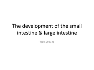 The development of the small
intestine & large intestine
Topic 20 & 21
 
