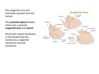 The urogenital sinus will
eventually separate from the
rectum.
The urorectal septum divides
cloaca into a separate
urogenital tract and rectum
The former cloacal membrane
is now divided into two
membranes, urogenital
membrane and anal
membrane.
 