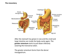 The mesentery
After the stomach has grown in size and the small and
large intestine are inside the body cavity again. The
greater omentum starts to pull down inferiorly
covering the transverse colon.
The greater omentum forms from the dorsal
mesogastrium.
 