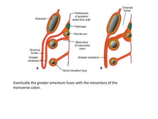 Eventually the greater omentum fuses with the mesentery of the
transverse colon.
 