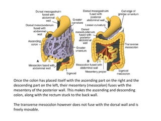 Once the colon has placed itself with the ascending part on the right and the
descending part on the left, their mesentery (mesocolon) fuses with the
mesentery of the posterior wall. This makes the ascending and descending
colon, along with the rectum stuck to the back wall.
The transverse mesocolon however does not fuse with the dorsal wall and is
freely movable.
 