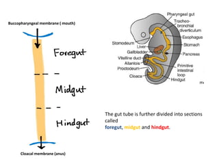 Buccopharyngeal membrane ( mouth)
Cloacal membrane (anus)
The gut tube is further divided into sections
called
foregut, midgut and hindgut.
 