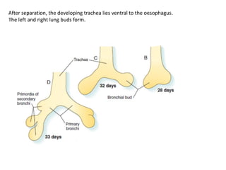 Embryology part 6 | PDF
