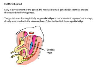 Embryology part 8 | PDF