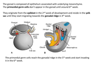 Embryology part 8 | PDF