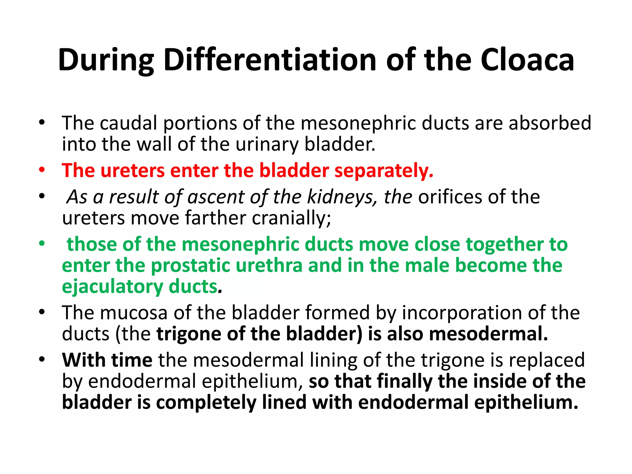 BLADDER AND URETHRA 1/2During the fourth to seventh weeks of development the cloaca divides into the urogenital sinus anteriorly and the anal canal posteriorly.The urorectal septum is a layer of mesoderm between the primitive anal canal and the urogenital sinus.The tip of the septum will form the perineal body.Three portions of the urogenital sinus can be distinguished:The urinary bladder , (the upper and largest part).The pelvic part of the urogenital sinus, (narrow canal)The phallic part of the urogenital sinus,(flattened from side to side).