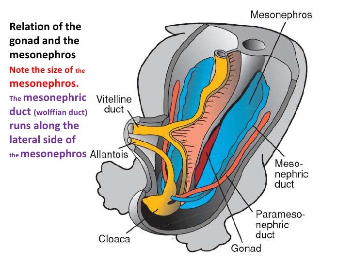 Embryology urogenital system