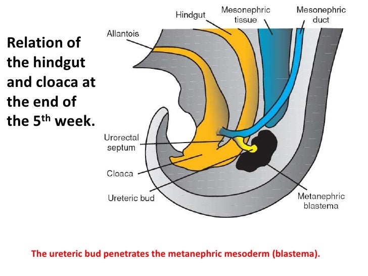 Embryology urogenital system