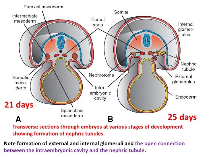 the excretory system 2018-5-28 excretion is one of the most basic the skin and lungs also have excretory mucociliary excretion is the excretion of mucus in the respiratory system. the excretory system 2018-5-28 excretion is one of the most basic the skin and lungs also have excretory mucociliary excretion is the excretion of mucus in the respiratory system.