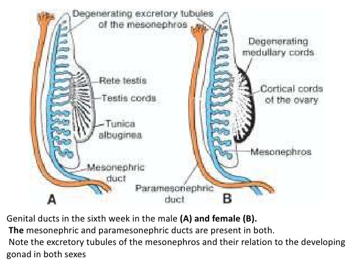 Embryology urogenital system