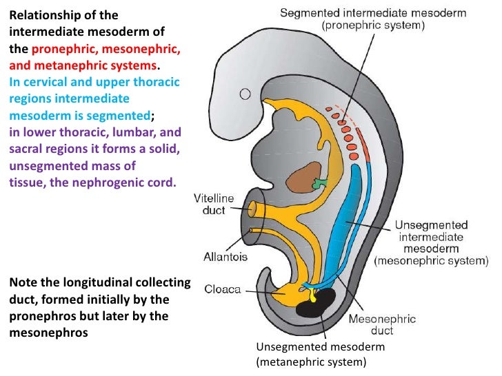 Embryology urogenital system