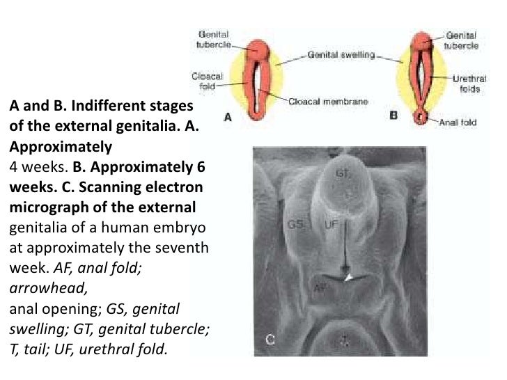 Embryology urogenital system