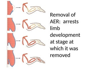 Embryology of Limb Development in humans | PPTX