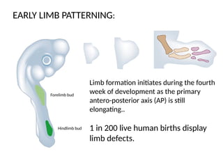 Embryology of Limb Development in humans | PPTX