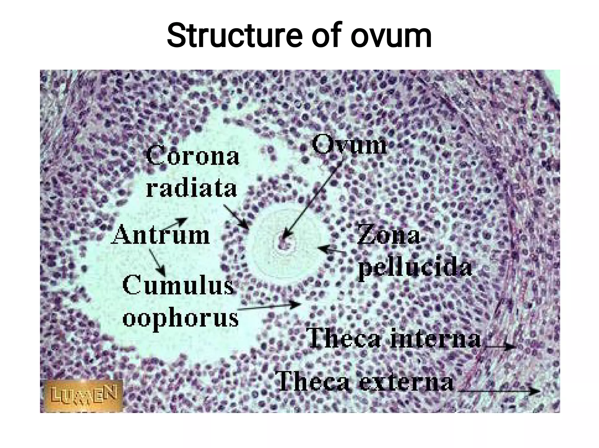 Structure of ovum
 