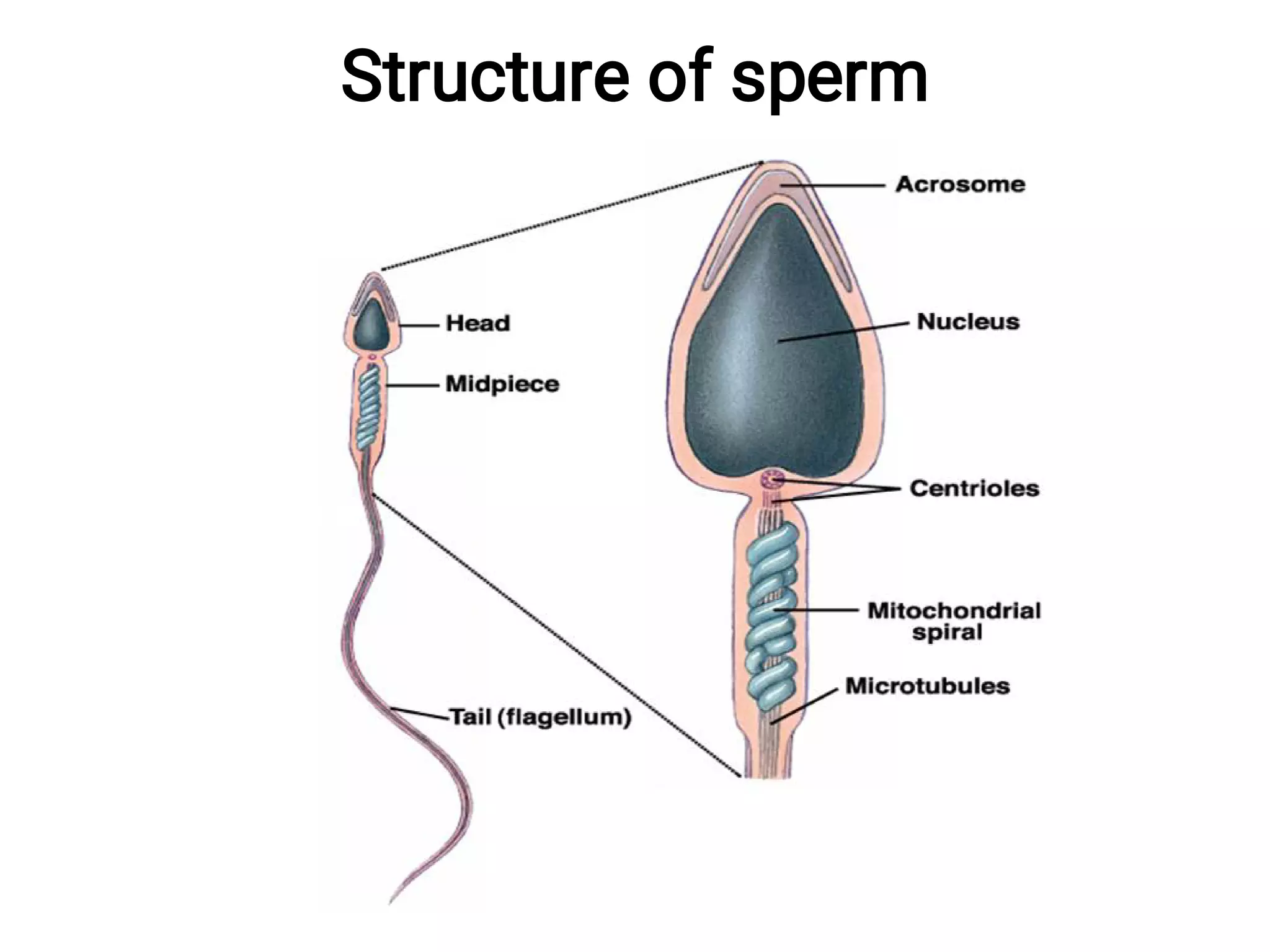 Structure of sperm
 