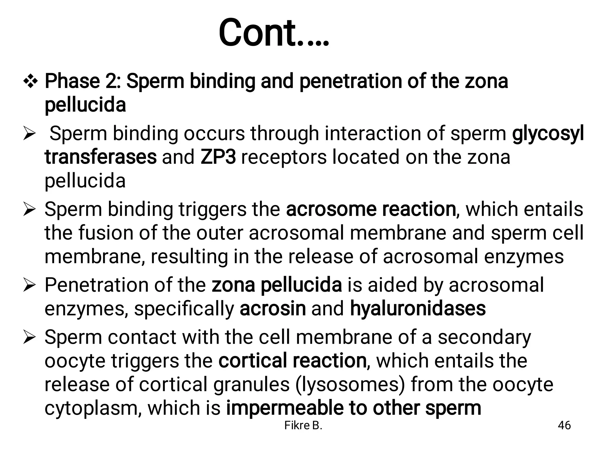 Cont.…





Phase 2: Sperm binding and penetration of the zona
pellucida
Sperm binding occurs through interaction of sperm glycosyl
transferases and ZP3 receptors located on the zona
pellucida
Sperm binding triggers the acrosome reaction, which entails
the fusion of the outer acrosomal membrane and sperm cell
membrane, resulting in the release of acrosomal enzymes
Penetration of the zona pellucida is aided by acrosomal
enzymes, speciﬁcally acrosin and hyaluronidases
Sperm contact with the cell membrane of a secondary
oocyte triggers the cortical reaction, which entails the
release of cortical granules (lysosomes) from the oocyte
cytoplasm, which is impermeable to other sperm
Fikre B. 46
 