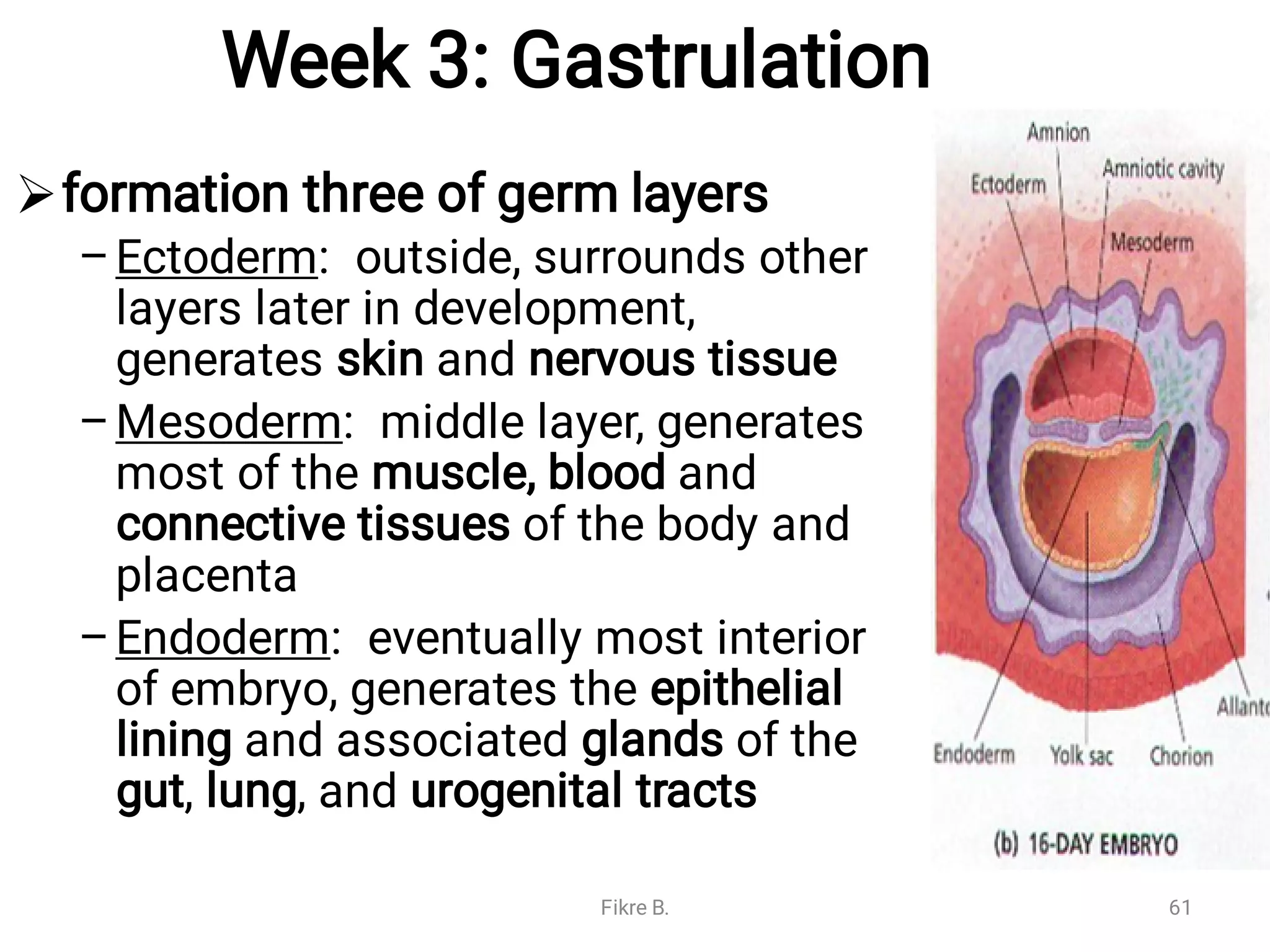 Week 3: Gastrulation

–
–
–
formation three of germ layers
Ectoderm: outside, surrounds other
layers later in development,
generates skin and nervous tissue
Mesoderm: middle layer, generates
most of the muscle, blood and
connective tissues of the body and
placenta
Endoderm: eventually most interior
of embryo, generates the epithelial
lining and associated glands of the
gut, lung, and urogenital tracts
Fikre B. 61
 