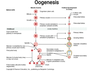 Oogenesis
 