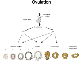 Ovulation
 