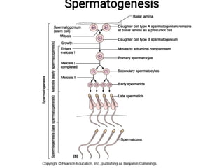 Spermatogenesis
 