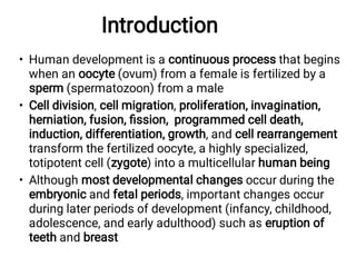 Introduction
•
•
•
Human development is a continuous process that begins
when an oocyte (ovum) from a female is fertilized by a
sperm (spermatozoon) from a male
Cell division, cell migration, proliferation, invagination,
herniation, fusion, ﬁssion, programmed cell death,
induction, differentiation, growth, and cell rearrangement
transform the fertilized oocyte, a highly specialized,
totipotent cell (zygote) into a multicellular human being
Although most developmental changes occur during the
embryonic and fetal periods, important changes occur
during later periods of development (infancy, childhood,
adolescence, and early adulthood) such as eruption of
teeth and breast
 