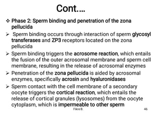 Cont.…





Phase 2: Sperm binding and penetration of the zona
pellucida
Sperm binding occurs through interaction of sperm glycosyl
transferases and ZP3 receptors located on the zona
pellucida
Sperm binding triggers the acrosome reaction, which entails
the fusion of the outer acrosomal membrane and sperm cell
membrane, resulting in the release of acrosomal enzymes
Penetration of the zona pellucida is aided by acrosomal
enzymes, speciﬁcally acrosin and hyaluronidases
Sperm contact with the cell membrane of a secondary
oocyte triggers the cortical reaction, which entails the
release of cortical granules (lysosomes) from the oocyte
cytoplasm, which is impermeable to other sperm
Fikre B. 46
 
