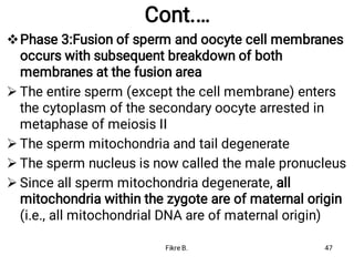 Cont.…





Phase 3:Fusion of sperm and oocyte cell membranes
occurs with subsequent breakdown of both
membranes at the fusion area
The entire sperm (except the cell membrane) enters
the cytoplasm of the secondary oocyte arrested in
metaphase of meiosis II
The sperm mitochondria and tail degenerate
The sperm nucleus is now called the male pronucleus
Since all sperm mitochondria degenerate, all
mitochondria within the zygote are of maternal origin
(i.e., all mitochondrial DNA are of maternal origin)
Fikre B. 47
 
