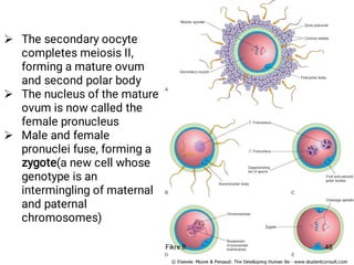 Fikre B. 48



The secondary oocyte
completes meiosis II,
forming a mature ovum
and second polar body
The nucleus of the mature
ovum is now called the
female pronucleus
Male and female
pronuclei fuse, forming a
zygote(a new cell whose
genotype is an
intermingling of maternal
and paternal
chromosomes)
 