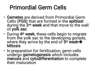 Primordial Germ Cells
•
•
•
Gametes are derived from Primordial Germ
Cells (PGS) that are formed in the epiblast
during the 2nd week and that move to the wall
of yolk sac
During 4th week, these cells begin to migrate
from the yolk sac to the developing gonads,
where they arrive by the end of 5th week
Mitosis
In preparation for fertilization, germ cells
undergo gametogenesis which includes
meiosis and cytodifferentiation to complete
their maturation
 