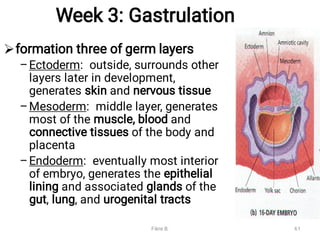 Week 3: Gastrulation

–
–
–
formation three of germ layers
Ectoderm: outside, surrounds other
layers later in development,
generates skin and nervous tissue
Mesoderm: middle layer, generates
most of the muscle, blood and
connective tissues of the body and
placenta
Endoderm: eventually most interior
of embryo, generates the epithelial
lining and associated glands of the
gut, lung, and urogenital tracts
Fikre B. 61
 