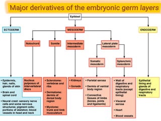 Major derivatives of the embryonic germ layers
 