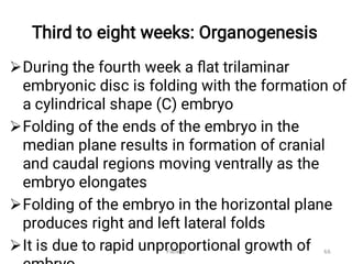 Third to eight weeks: Organogenesis




During the fourth week a ﬂat trilaminar
embryonic disc is folding with the formation of
a cylindrical shape (C) embryo
Folding of the ends of the embryo in the
median plane results in formation of cranial
and caudal regions moving ventrally as the
embryo elongates
Folding of the embryo in the horizontal plane
produces right and left lateral folds
It is due to rapid unproportional growth of
Fikre B. 66
 