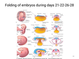 Folding of embryos during days 21-22-26-28
Fikre B. 68
 