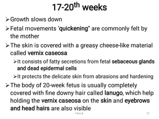 17-20th weeks






Growth slows down
Fetal movements ‘quickening’’ are commonly felt by
the mother
The skin is covered with a greasy cheese-like material
called vernix caseosa
It consists of fatty secretions from fetal sebaceous glands
and dead epidermal cells
It protects the delicate skin from abrasions and hardening
The body of 20-week fetus is usually completely
covered with ﬁne downy hair called lanugo, which help
holding the vernix caseosa on the skin and eyebrows
and head hairs are also visible
Fikre B. 72
 