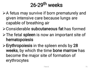 26-29th weeks




A fetus may survive if born prematurely and
given intensive care because lungs are
capable of breathing air
Considerable subcutaneous fat has formed
The fetal spleen is now an important site of
hematopoiesis
Erythropoiesis in the spleen ends by 28
weeks, by which the time bone marrow has
become the major site of formation of
erythrocytes
Fikre B. 75
 