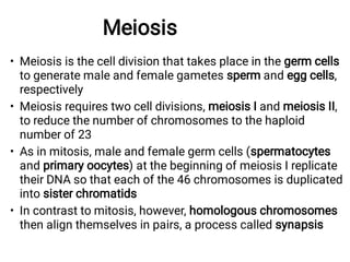 Meiosis
•
•
•
•
Meiosis is the cell division that takes place in the germ cells
to generate male and female gametes sperm and egg cells,
respectively
Meiosis requires two cell divisions, meiosis I and meiosis II,
to reduce the number of chromosomes to the haploid
number of 23
As in mitosis, male and female germ cells (spermatocytes
and primary oocytes) at the beginning of meiosis I replicate
their DNA so that each of the 46 chromosomes is duplicated
into sister chromatids
In contrast to mitosis, however, homologous chromosomes
then align themselves in pairs, a process called synapsis
 